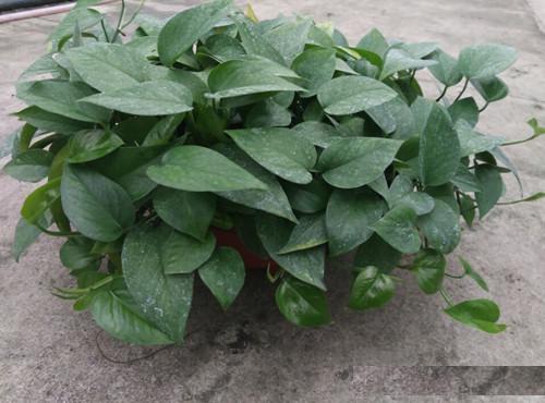 合肥除甲醛就选它?